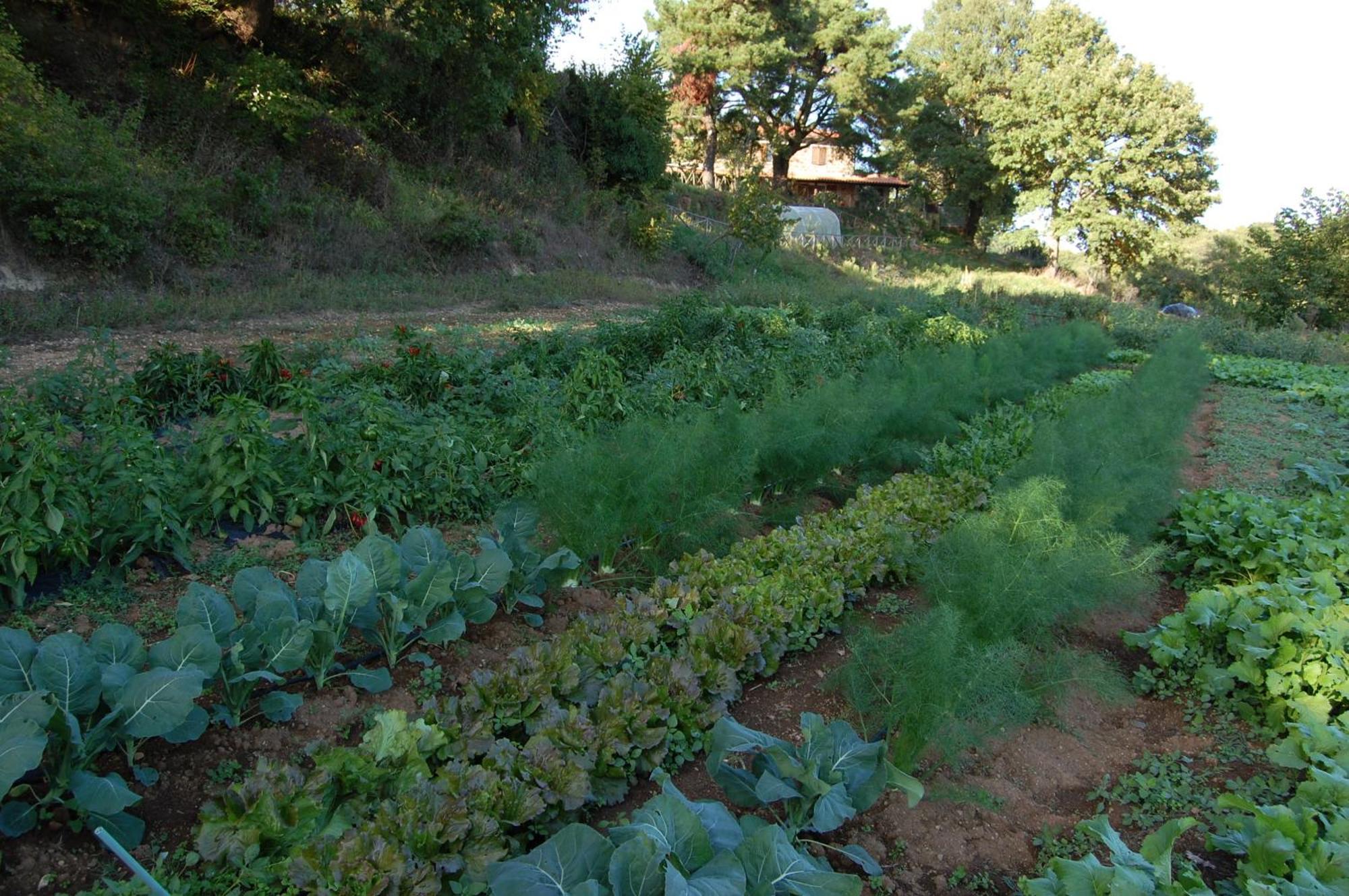 Bio Agriturismo Aia del Tufo Sorano  Esterno foto